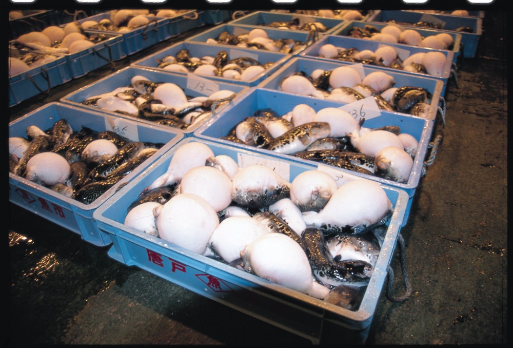 南風泊市場のふぐ