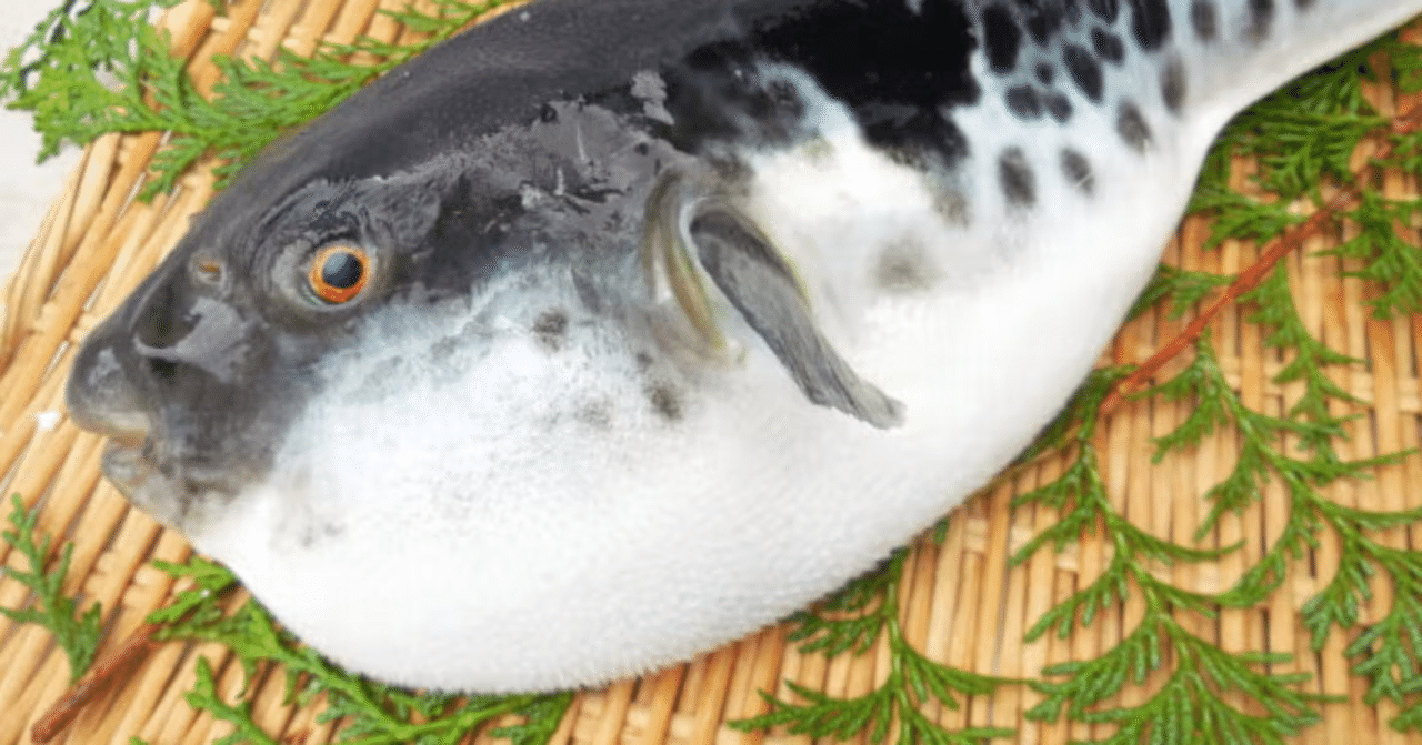 新鮮なとらふぐ