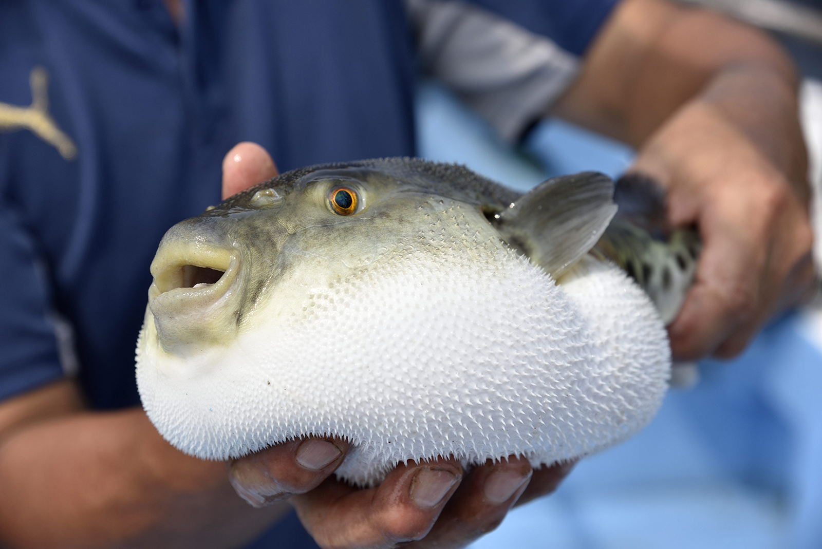 とらふぐの特徴